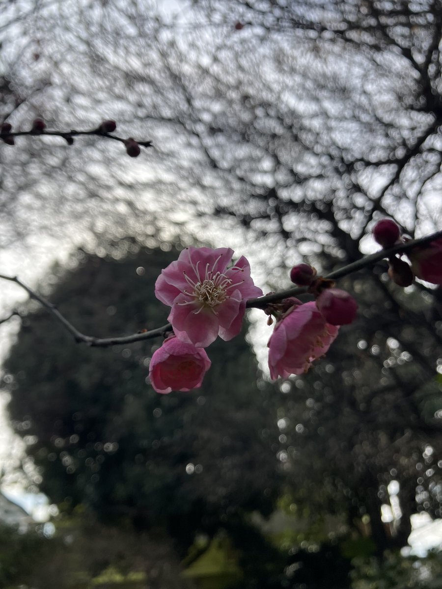 冬来たりなば春トンガラシと申しますれば、先日の雪を経て春の足音が聞こえております。弊社オフィス(築100年古民家)の庭の紅白の梅も間もなく見どころを迎えますのでお近くへお越しの際はぜひ。。