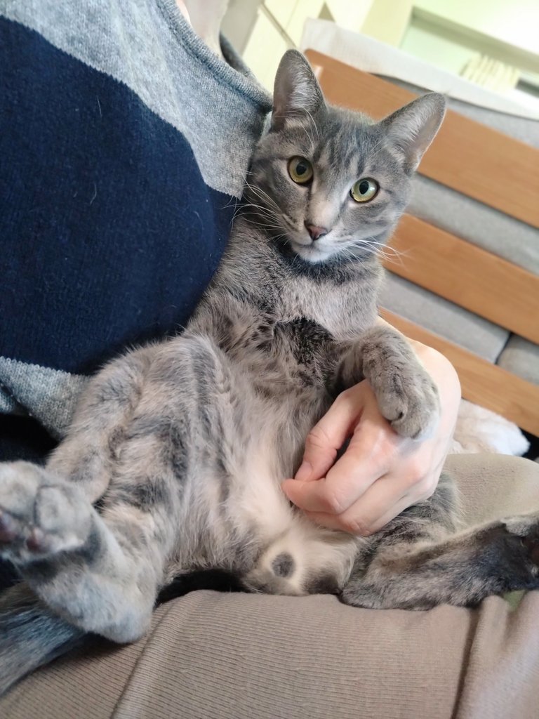 猫、飼い始めました (@D21nyankoro) / Posts / X