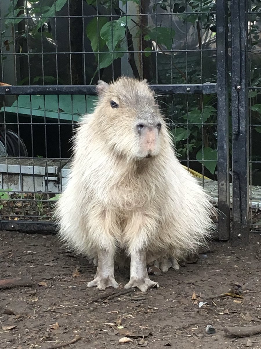 うさ＠カピバラだらけ (@usa0831) / Posts / X