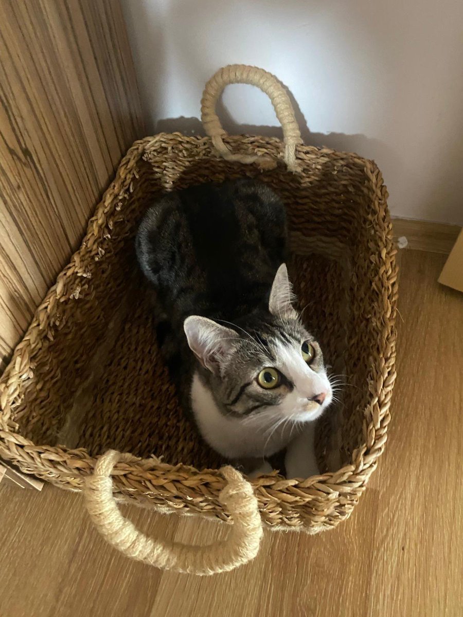 Cuma günü bizim kedi gibi: bütün hafta ortalarda yok, tam rahatlayacakken ortaya çıkıp evin enerjisini değiştiriyor.