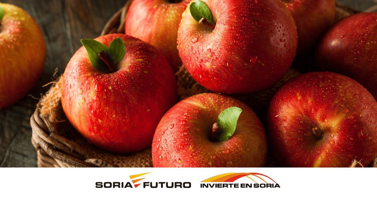 Nufri consolida su apuesta por la manzana de alto valor en Soria

La compañía ha cerrado una campaña estable, cumpliendo previsiones de calidad y volumen gracias a su enfoque en variedades de alto valor añadido, cada vez más demandadas por el mercado.

invierteensoria.es/sector-agroali…