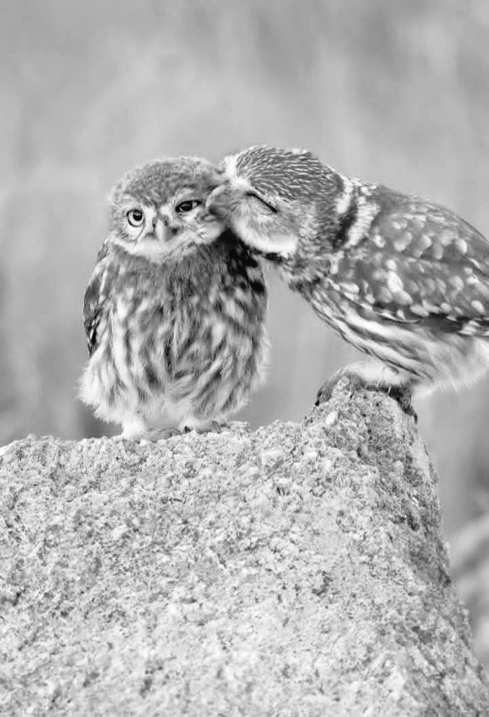 اگر میں تُم سے مُحبت کرتا ہوں، تو میں تُم سے کُچھ نہیں چاہتا، حتیٰ کہ تُمہاری مُحبت بھی نہیں۔۔