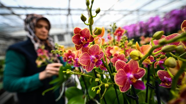 Çukurova’da Sevgililer Günü çiçek mesaisi
gazette.com.tr/Haber/adana/cu…