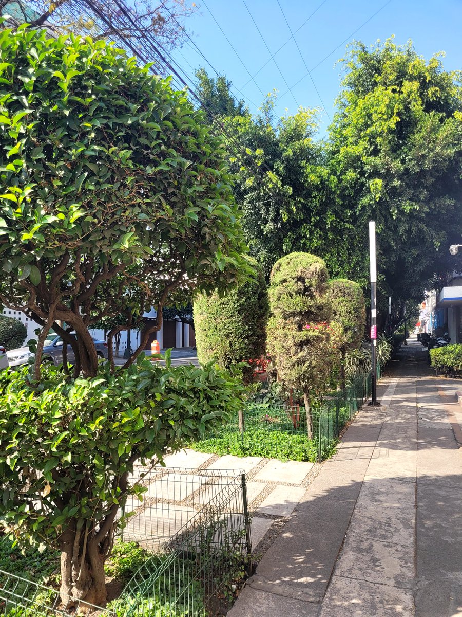 nutria cuarentona tweet media