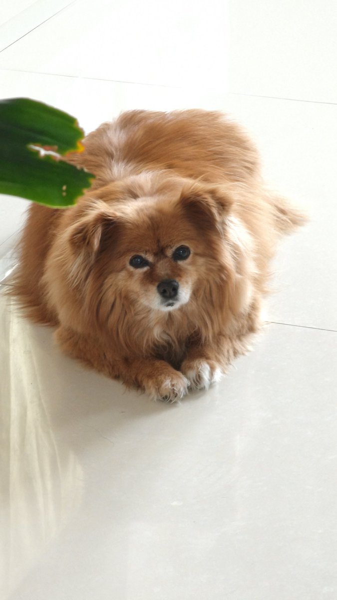 lee_hungry's tweet photo. This is a stray dog adopted by my parents. It's going to be 17 years old this year. It now looks like a gas cylinder. https://t.co/WSbbuwAEEj