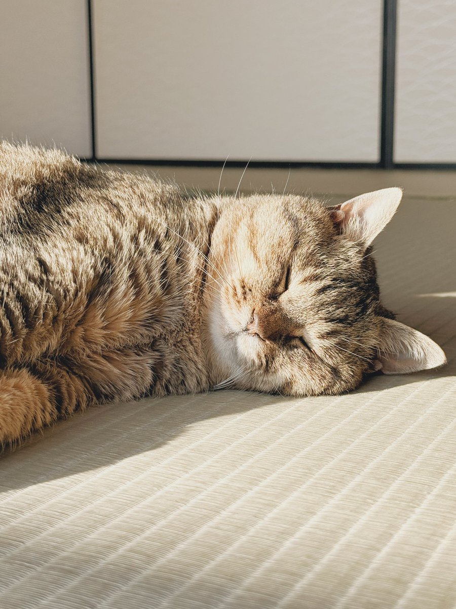 ひかりのねこ
