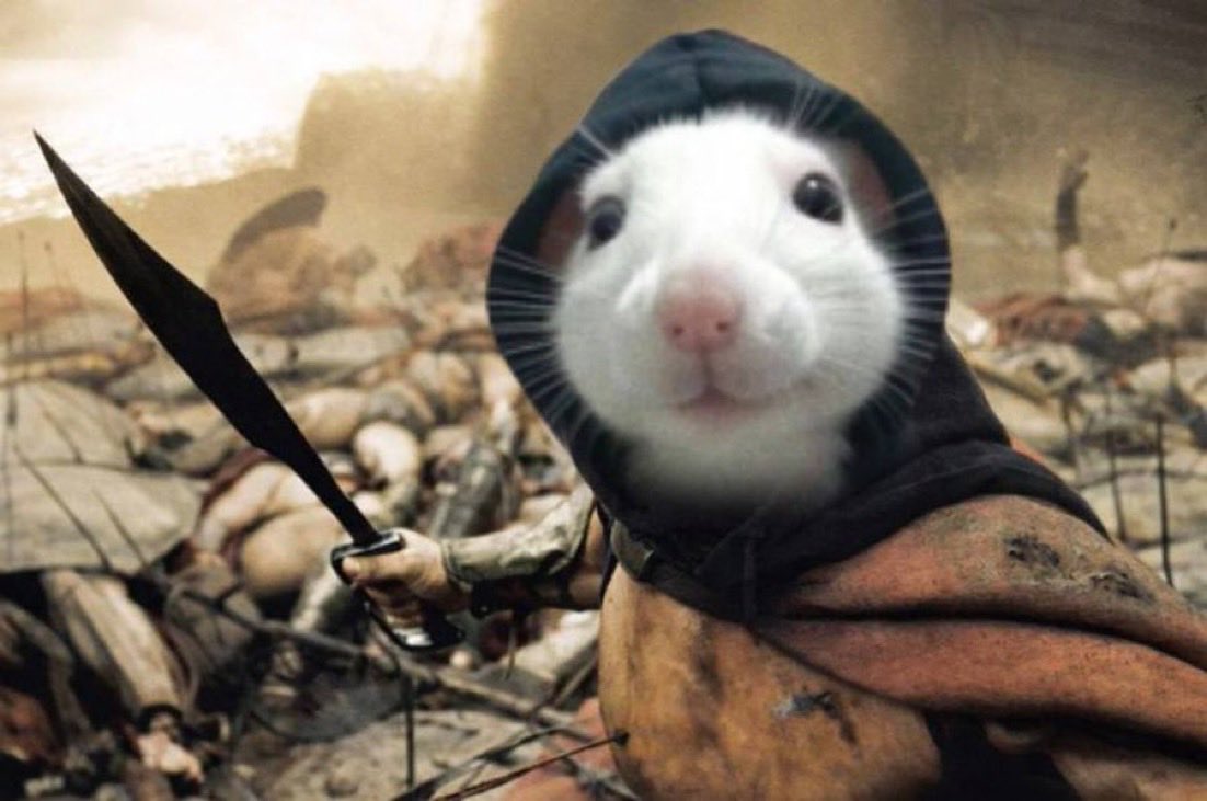 Given the current state of the market, it’s extremely rare to see a coin pushing for a new ATH on day two. $HOODRAT is fighting hard to be one of the few that does.

58ExX8TFqiDqUpr1ZGiAhhiUsKfT14gwTFykLoVCpump