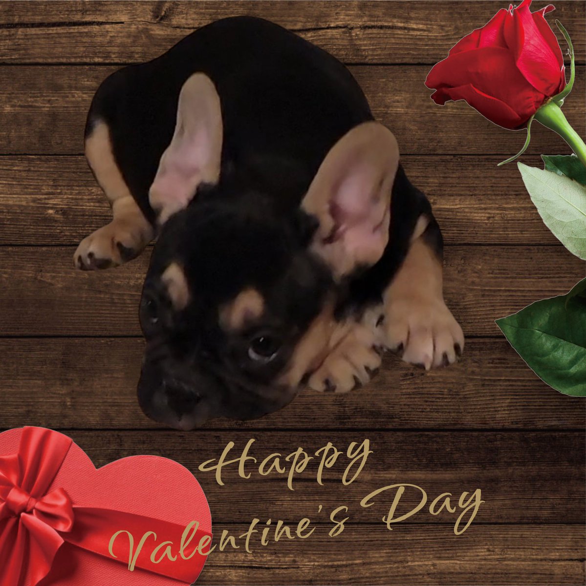 FurpectFrenchie's tweet photo. Martha Mae has sent out her Valentines. Now where oh where could her special Valentine be?
#furpectfrenchies https://t.co/zEjf1GHBnY