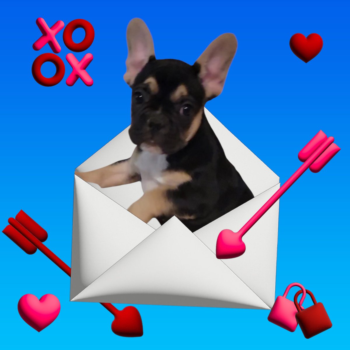 FurpectFrenchie's tweet photo. Martha Mae has sent out her Valentines. Now where oh where could her special Valentine be?
#furpectfrenchies https://t.co/zEjf1GHBnY