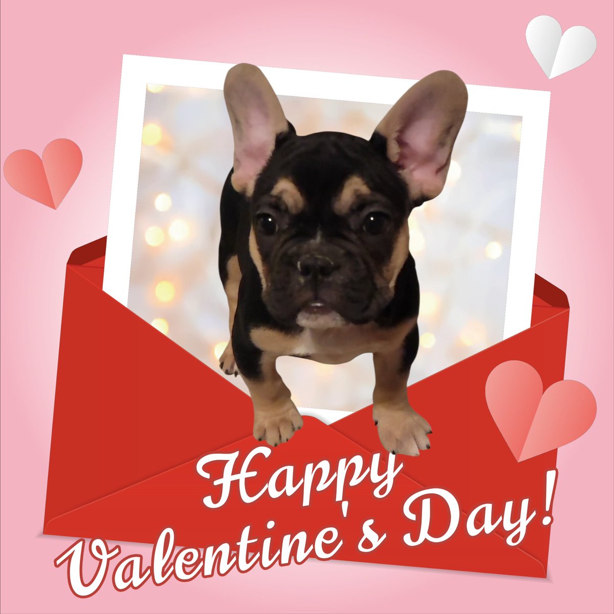 FurpectFrenchie's tweet photo. Martha Mae has sent out her Valentines. Now where oh where could her special Valentine be?
#furpectfrenchies https://t.co/zEjf1GHBnY