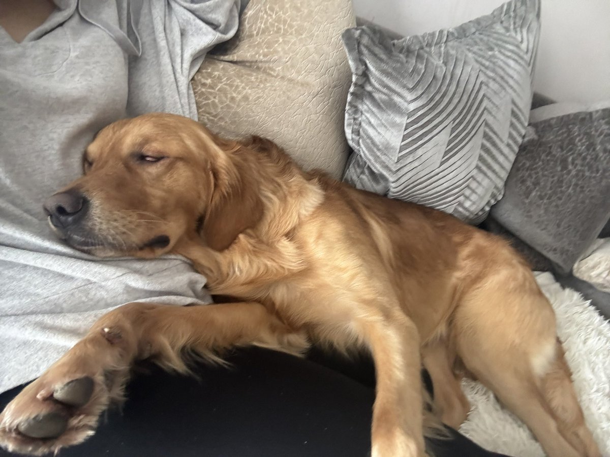 nelliecarty's tweet photo. Name an annoying thing your dog 🐾 does…. I’ll go first. 

He flips his food bowl… usually in a strop the bowl goes over the food sometimes ends up under the bowl (not a bgt entry worthy skill). 

Thankfully he’s stopped doing the same thing with the water bowl. Little wins 😁 https://t.co/WDASy5I1gZ