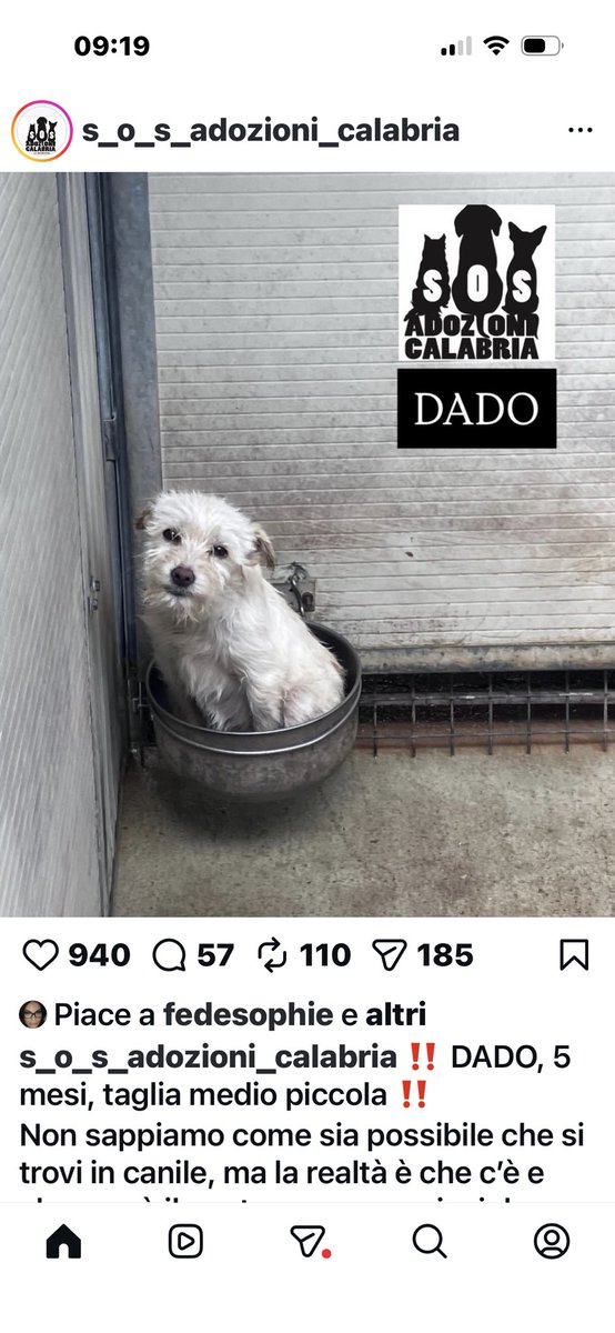 chruggeriTg2's tweet photo. #BuongiornoATutti questo piccolino #Dado entra in una ciotola… Non può farcela in un canile gigantesco. Cerca il riscatto della sua vita. Aiutiamolo💔‼️ per info 3289633366 vi prego aiutiamolo. Grazie https://t.co/x5mW0ywzMw