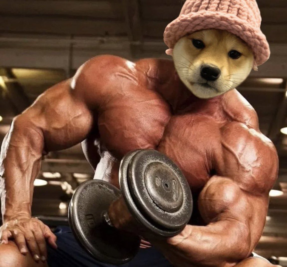 dogwifcoin (@dogwifcoin) on Twitter photo 