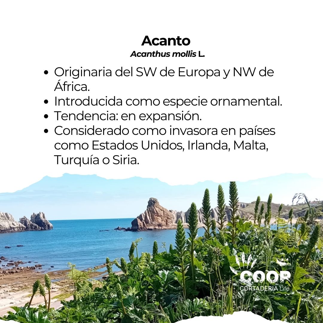 stopcortaderia's tweet photo. Bonus Track 8⃣
Acanto: planta ornamental muy popular. Muchos no saben que puede comportarse como #invasora
✔️ Raíces profundas y resistentes
✔️ Rebrota fácilmente
✔️ Produce muchas semillas
✔️Muy resistente
Esto le permite expandirse rápidamente y competir con especies nativas https://t.co/vjx1bUZL4M