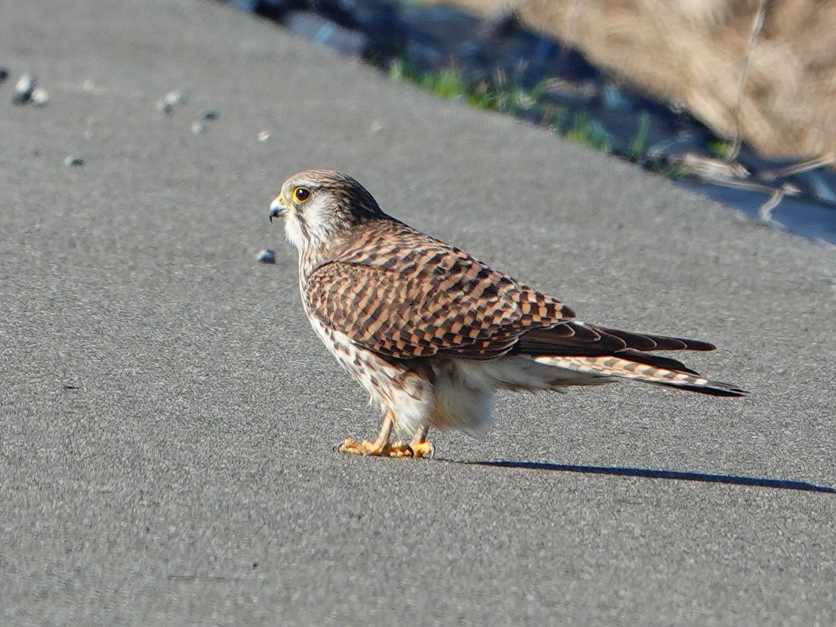 #猛禽曜日 です　路上に降り立つチョウゲンボウさん　
#チョウゲンボウ　
#猛禽類　#野鳥