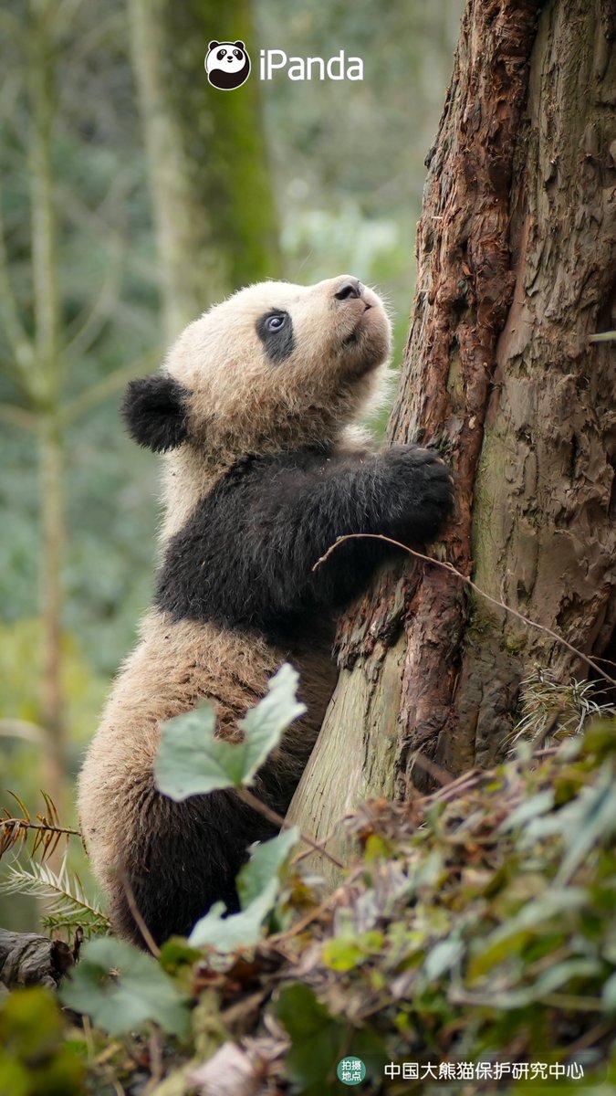 ipandacom's tweet image. Certified tree climber? Nope, actually, certified trunk hugger. (Yun Duo’s cub)  

#CCRCGP #PandaLife #PandaPic  

For more panda information, please check out: en.ipanda.com