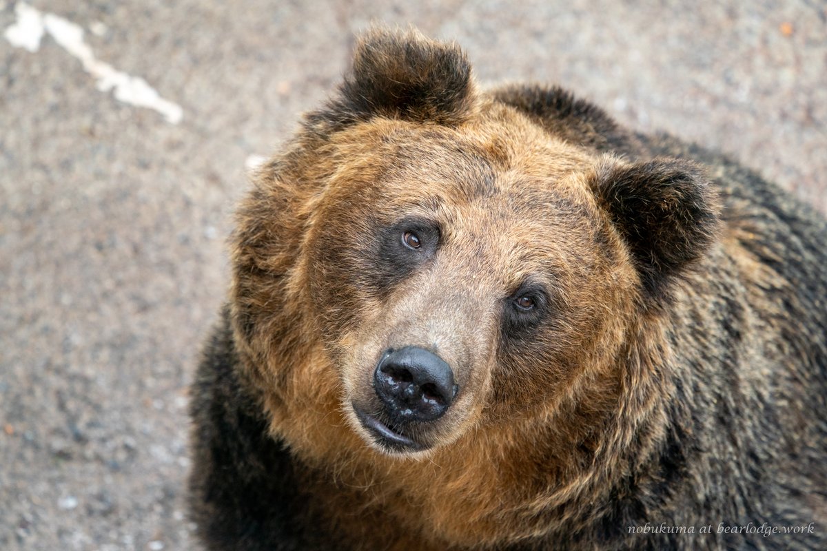 のぶクマ🐻羆と香辛料 (@kumar0001) / Posts / X