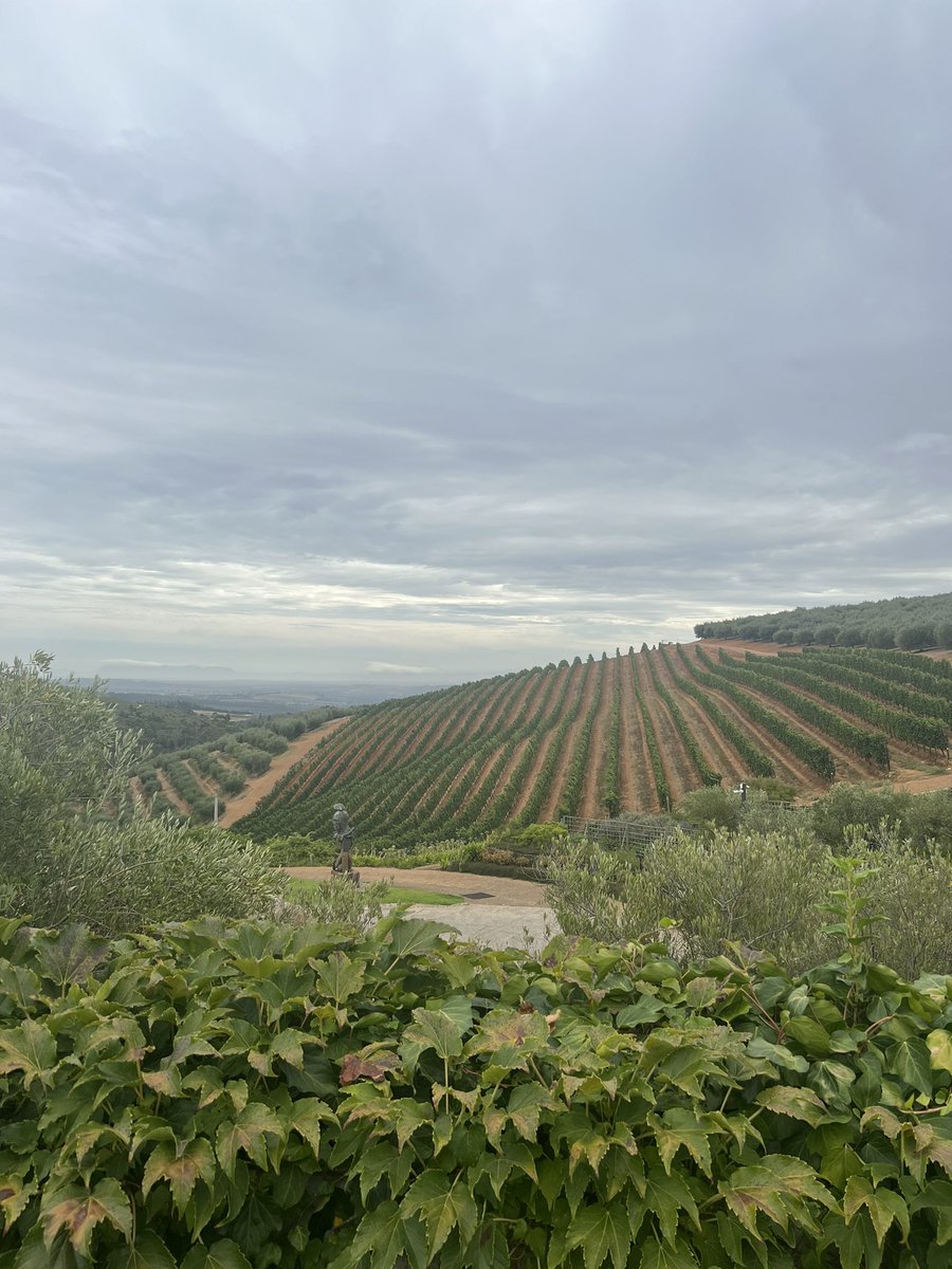 Tokara Wine & Olive Farm tweet media