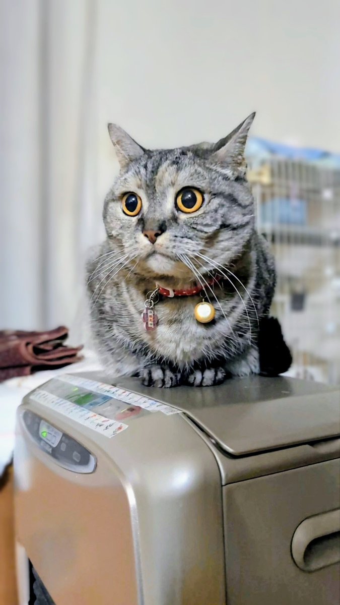 ねこさん⚡(ΦωΦ) (@catnap707) / Posts / X