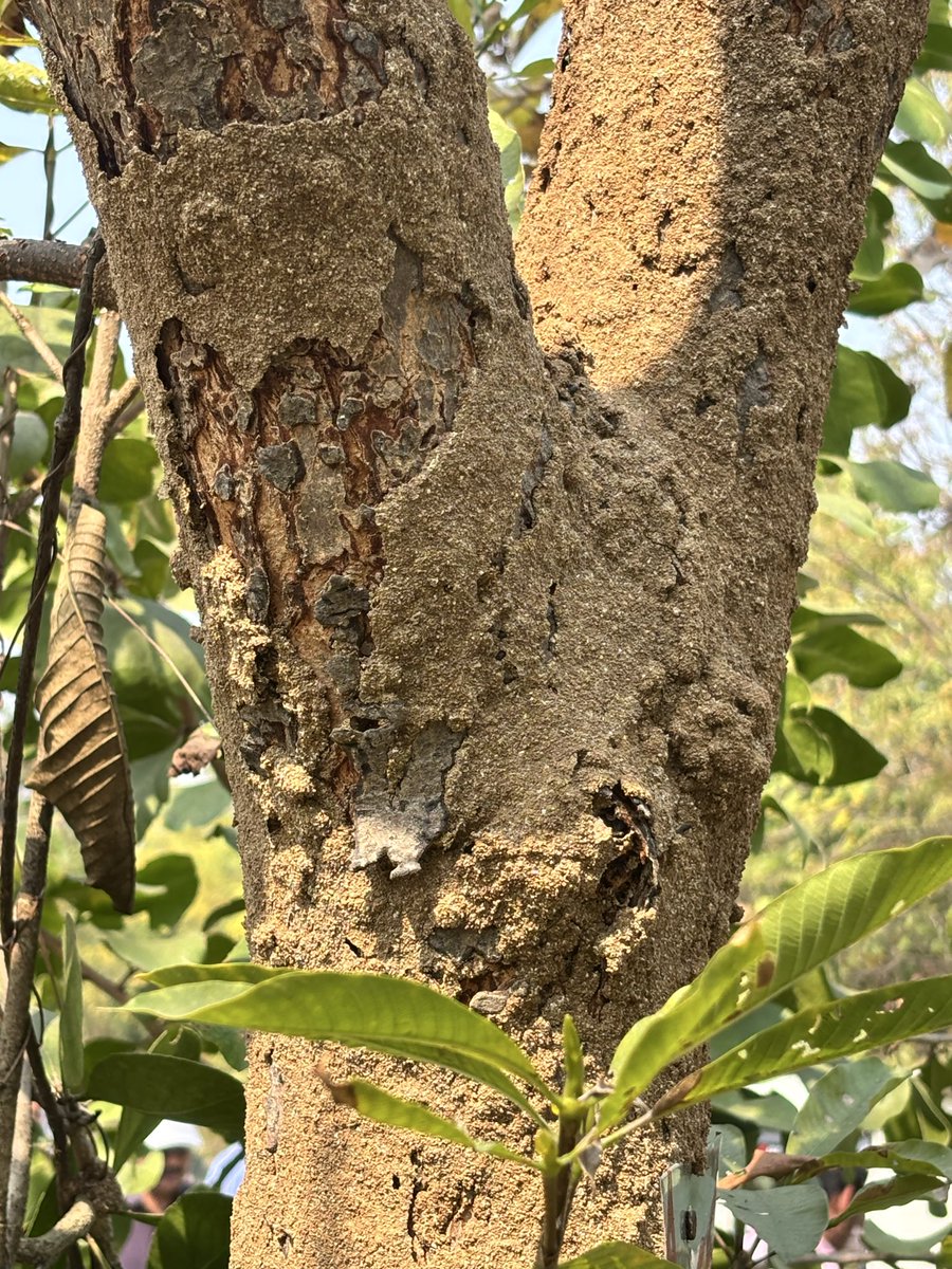 pargaien's tweet image. Nature’s biggest irony:
The Neem ( Azadirachta indica)  famous for killing pests, but often covered in termite mud tubes. 🐜🌳
Termites targets it’s sapwood (outer layer) where insecticidal "azadirachtin" is lowest. If the tree is weak, its defenses drop.
#Nature #GardeningTips