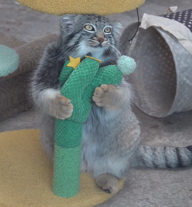 DailyMantle tweet media