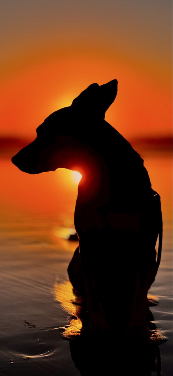 iamNerdo's tweet photo. Sunset with Blue 🐕 at the Beach https://t.co/XCNewzFEYi