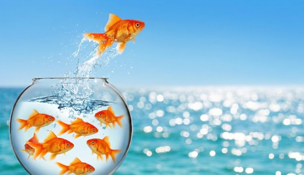 📍셀프커스터디

어항에서 빠져나와 자유를 얻으세요.