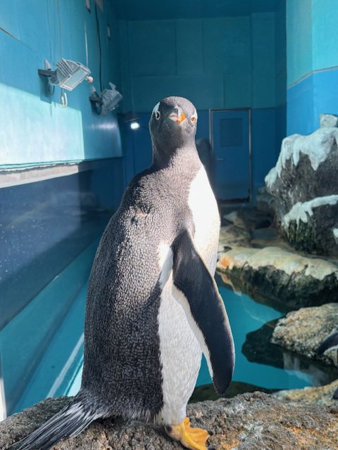 箱根園【公式】 tweet media