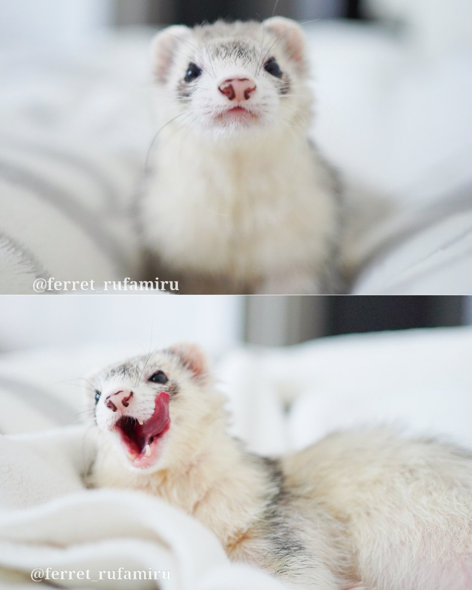みず@フェレット (@ferret_rufamiru) / Posts / X