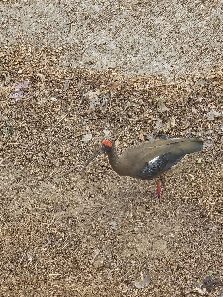 My backyard is basically a National Geographic episode at this point. 🏞️🌿🦌
Urban wildlife hits different. ✨