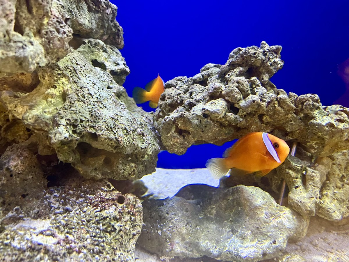 くまのくまくまくまののみのみここ