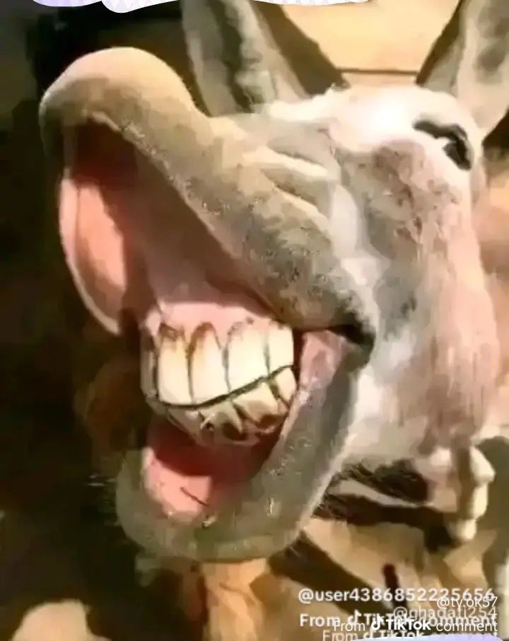 dinoo pee tweet media