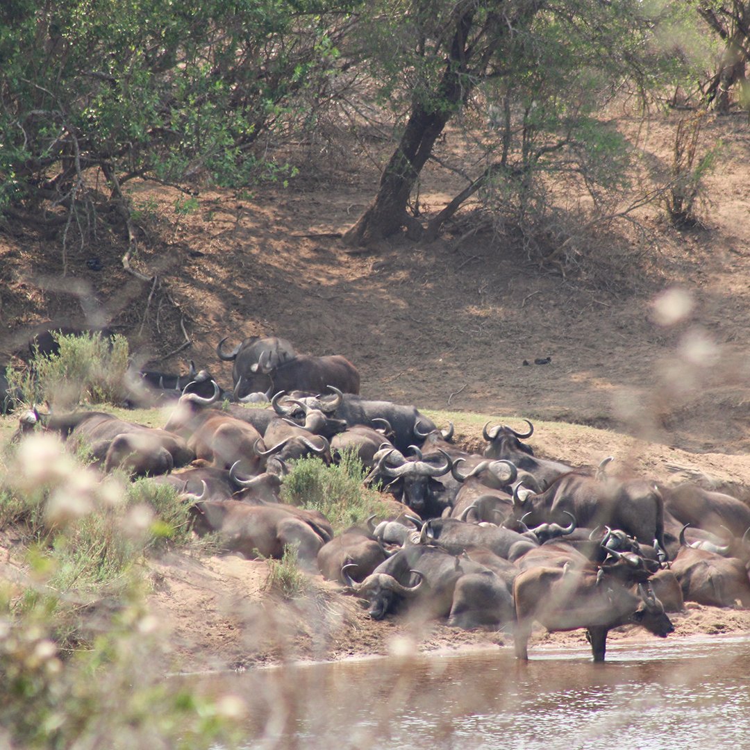 ShutterVista's tweet image. Golden hour serenity on the riverbank.🐃🌞

A massive herd of buffalo lounging in peaceful bliss, horns glinting, no rush, just pure wild calm as they rest and recharge. Nature's perfect pause. Who's feeling these safari vibes? 

#WildlifePhotography #AfricanBuffalo