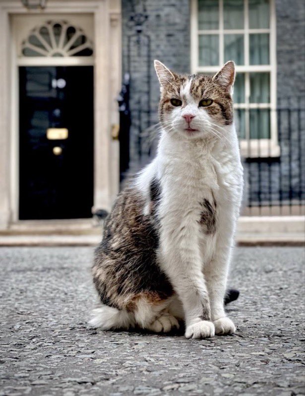 Happy 15th anniversary to <a href="/Number10cat/">Larry the Cat</a>    #larrythecat 😺🐾celebrating 15 years in Downing Street!