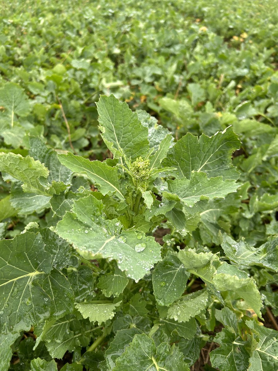 Louis Stephenson tweet media