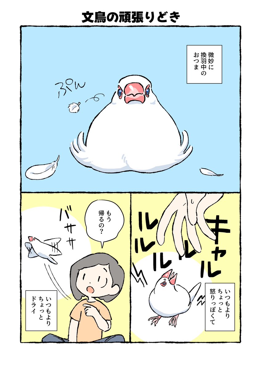 Post by Lani❍蜂ノ on X: 頑張ってる文鳥①