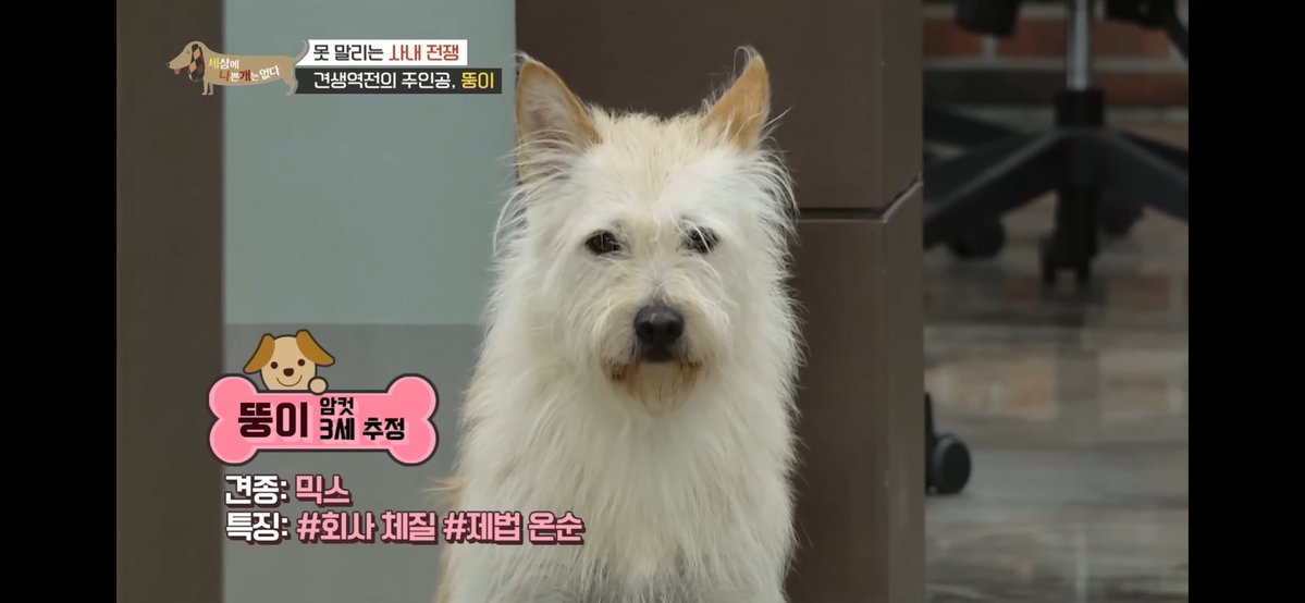 행크다
했는데 뚱이.