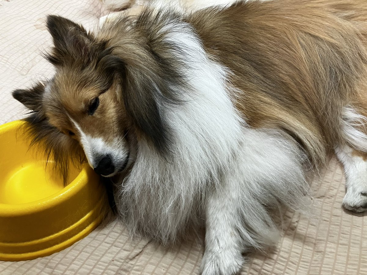 おいしい夢が見れそうだ