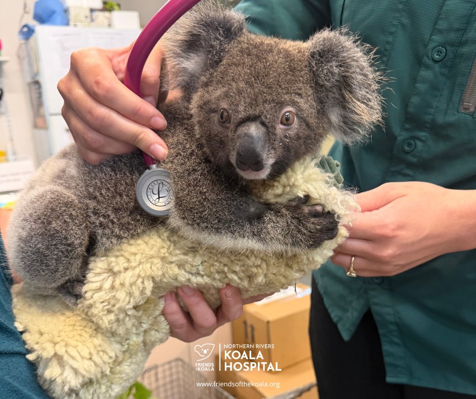 Friends_Koala's tweet image. Cob check-in 🐨💚

Our youngest joey continues to do well in home care with Renata.
He isn't quite ready for Koala Kindy yet - but fingers crossed that it won't be long - he is full of curious energy and floofy personality! 🌿😂 #koala #joey #koalarescue
