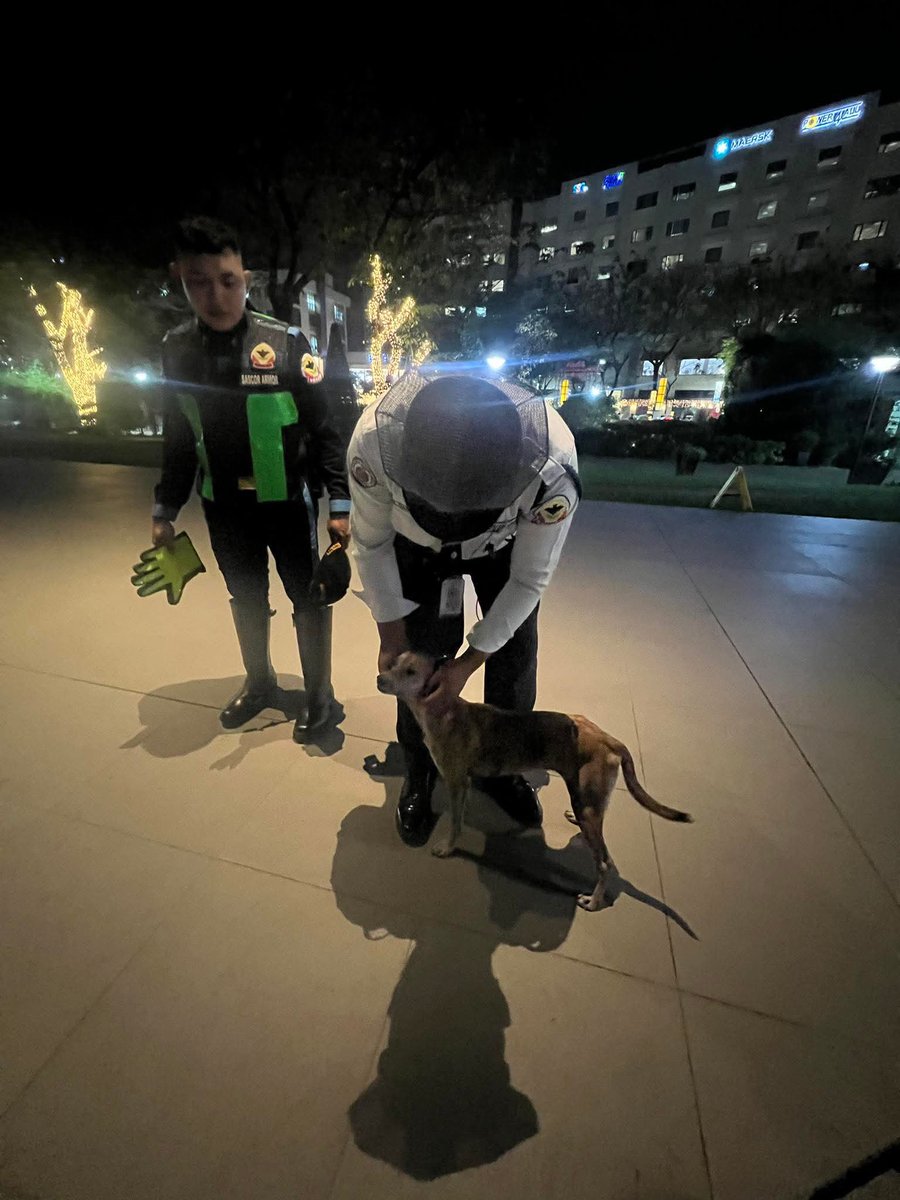 Hi! This is Mira 🤍

Found near Estancia, Pasig! thin, lost, but very sweet and playful. Around 1–2 years old 🥺

We feed her daily but can’t adopt, so we’re looking for a loving home. We’ll screen adopters and cover transport.

Message me if you can give Mira her forever home.