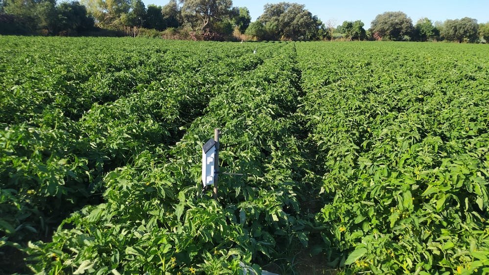 Vida Rural tweet media