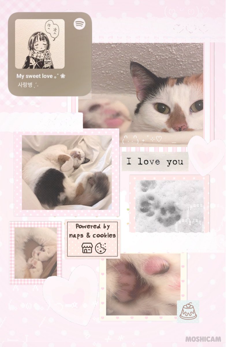 moshipics's tweet photo. today's featured moshis ૮ ˶ᵔ ᵕ ᵔ˶ ა https://t.co/f75kRLhpha