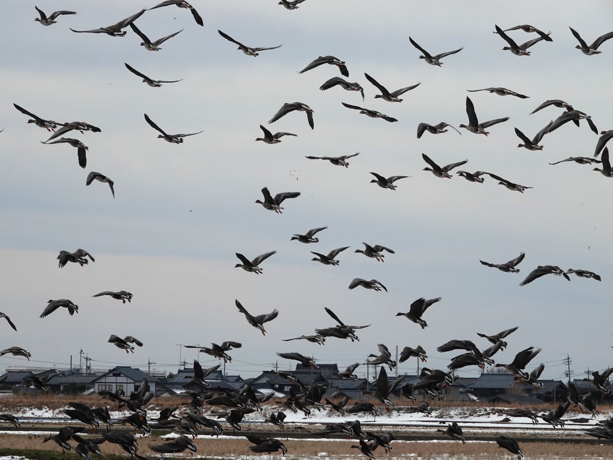 マガンの群れ　
#マガン　
#雁　#野鳥