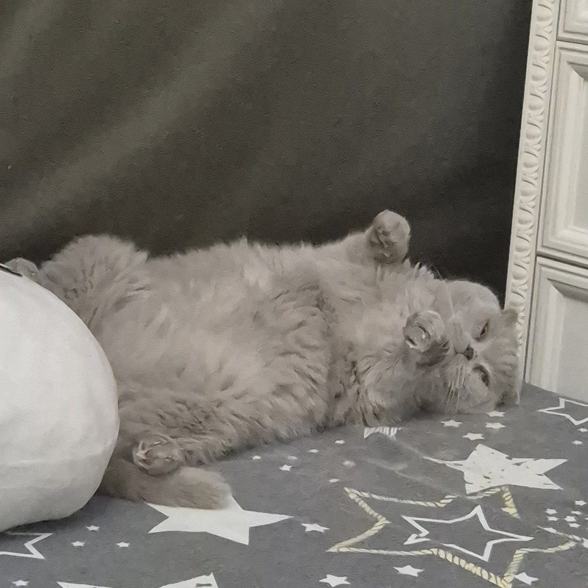 Кіт