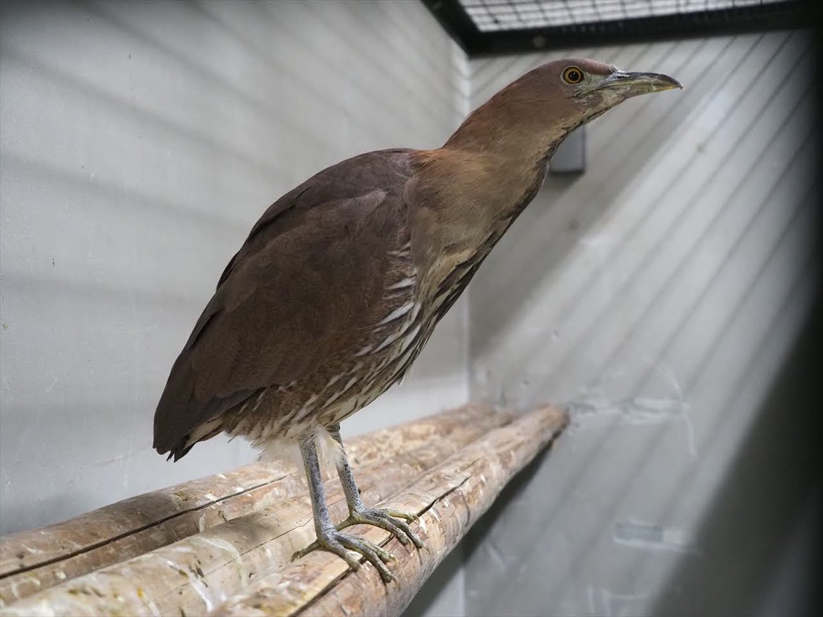 kyotoshidoubut1's tweet photo. #ミドリニシキヘビ #クジャク #アメリカバク #ミゾゴイ #GreenPython #Peacock #Tapir #JapaneseNightHeron https://t.co/mQNK0dygw1