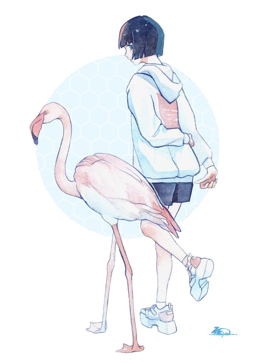 透明水彩 ﾌﾗﾐﾝｺﾞ/ ﾀﾝﾁｮｳ