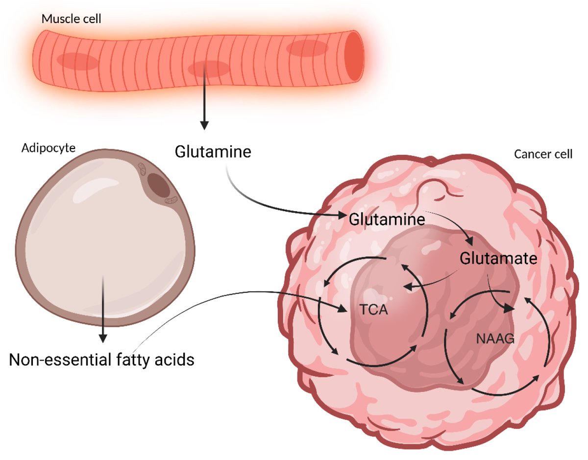 Micro_MDPI's tweet photo. 🧬🦠This paper explores the link between gut microbiota dysbiosis and cancer cachexia, a complex syndrome marked by muscle wasting and systemic inflammation in advanced cancer patients.

🔗 https://t.co/BOxx84XMka

 #CancerCachexia #GutMicrobiota #SCFAs #Inflammation #Oncology https://t.co/ijGl6sCuSQ
