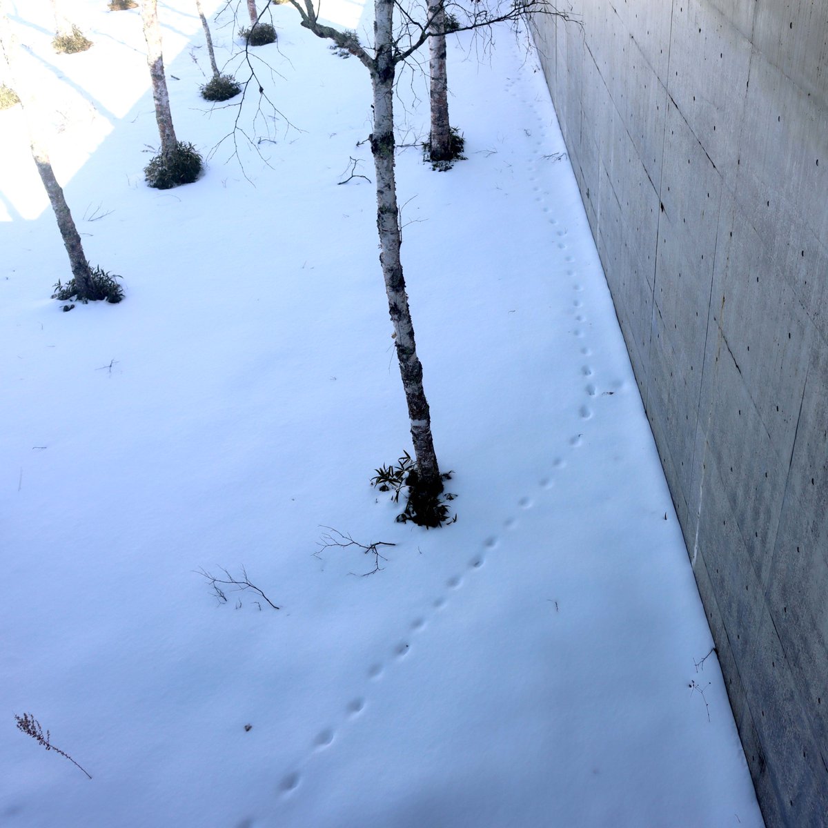 ふっと窓の外を見たら、
コンクリート沿いに
何かが歩いてきていた。