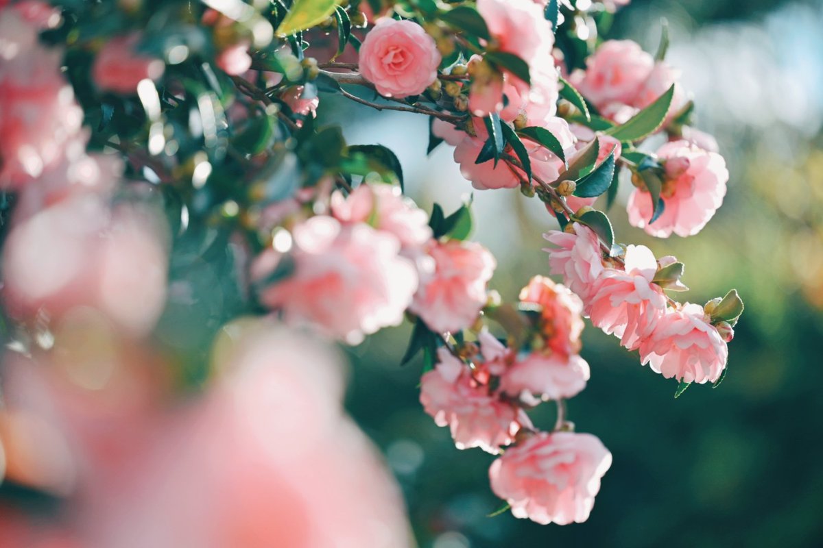 kuri_sss303's tweet image. 季節