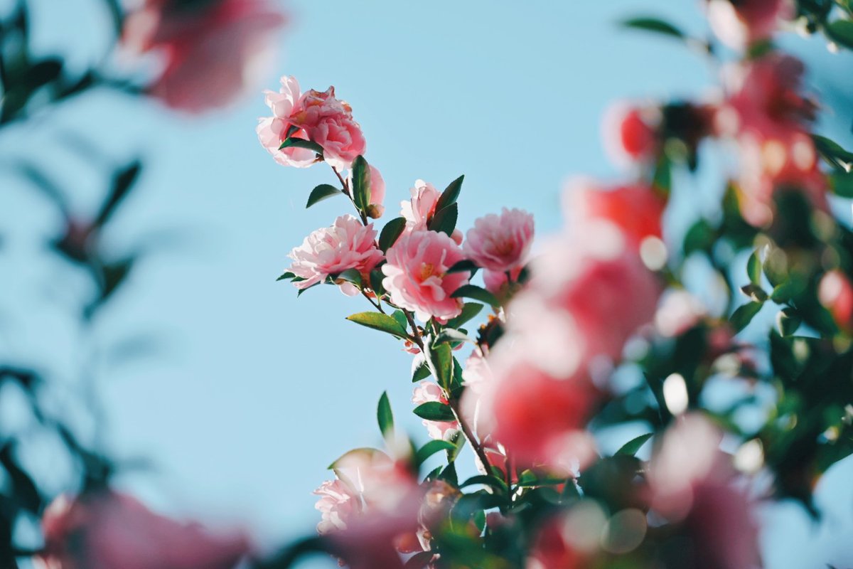 kuri_sss303's tweet image. 季節